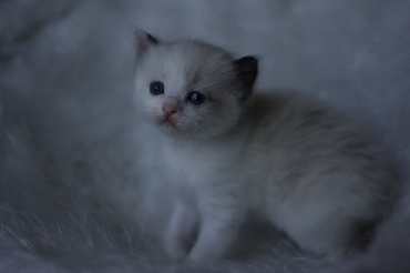 Ragdoll Kittens