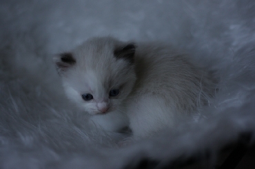 Kočky ragdoll