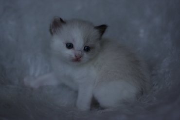 Ragdoll Kittens