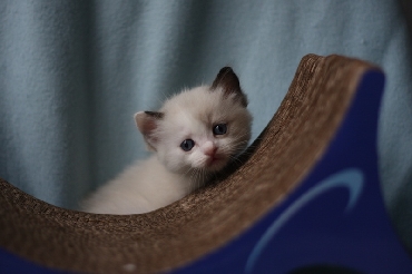 Ragdoll Kittens