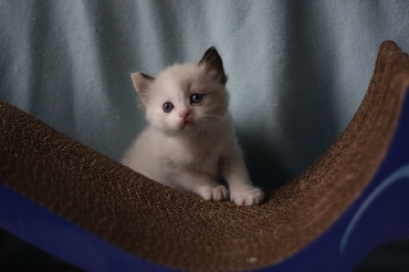 Ragdoll Cat