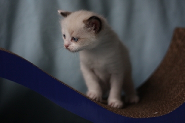 Ragdoll Kittens