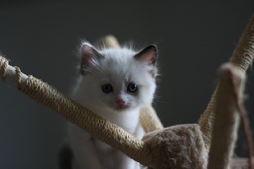 Ragdoll Cat