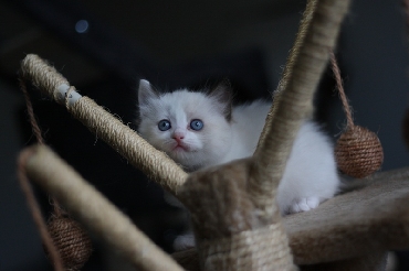 Ragdoll Cat