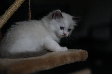 Ragdoll Kittens