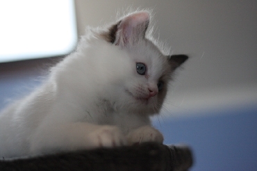 Ragdoll Cat