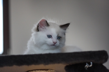 Ragdoll Kittens