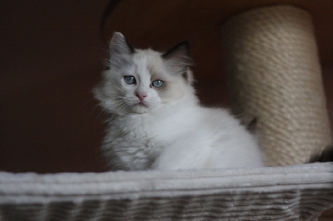 Ragdoll Kittens