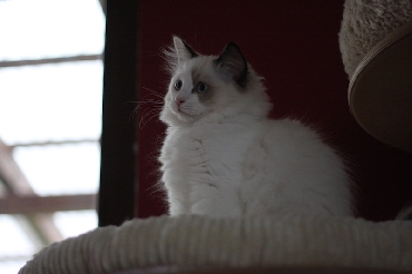 Ragdoll Kittens