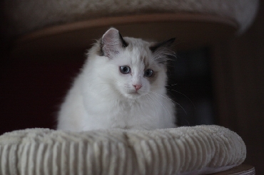 Ragdoll Kittens