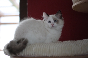 Ragdoll Kittens