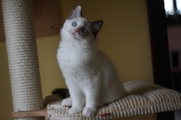 Rohan's Ragdoll Cattery