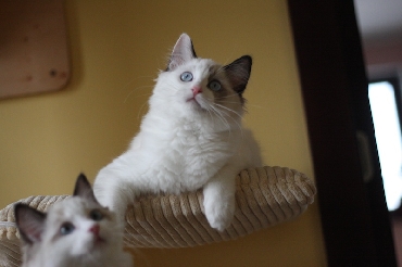 Ragdoll Kittens