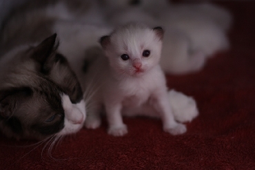 Ragdoll Cat