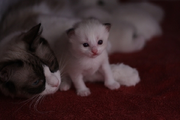 Ragdoll Cat