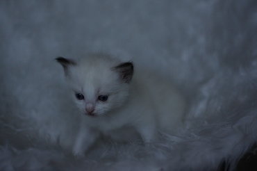 Koťátka ragdoll