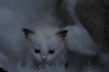 Rohan's Ragdoll Cattery