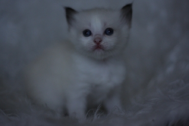 Ragdoll Kittens