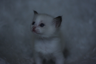 Ragdoll Kittens