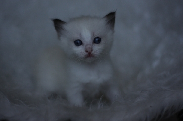 Ragdoll Kittens