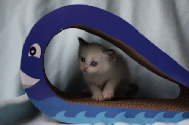 Ragdoll Kittens