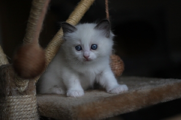 Ragdoll Kittens