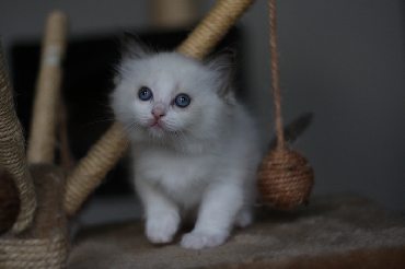 Ragdoll Cat