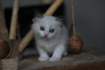 Ragdoll Cat