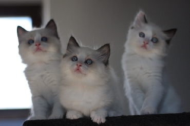 Ragdoll Kittens