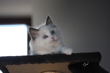 Ragdoll Cat