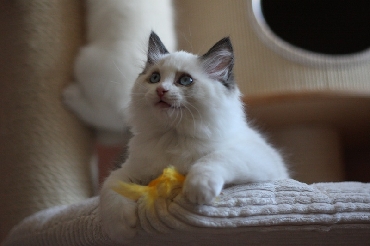 Ragdoll Kittens