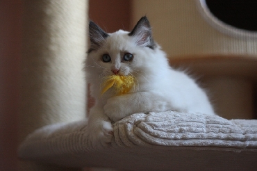 Ragdoll Cat