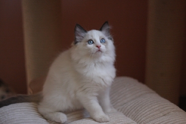 Ragdoll Cat