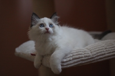 Ragdoll Cat