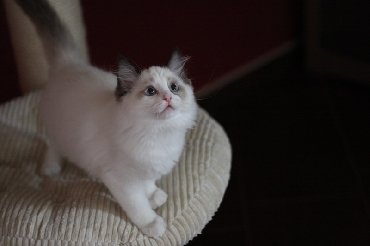 Kočky ragdoll