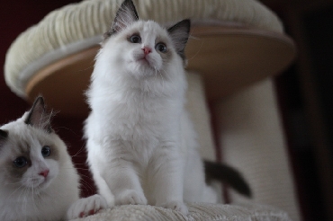 Ragdoll Kittens