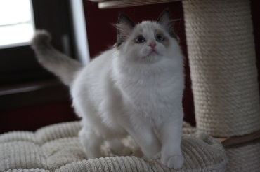 Ragdoll Kittens