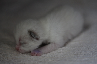 Ragdoll Cat