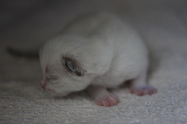 Rohan's Ragdoll Cattery