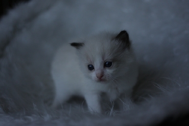 Ragdoll Kittens