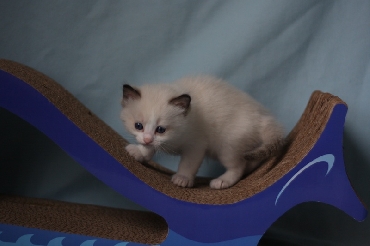 Ragdoll Kittens