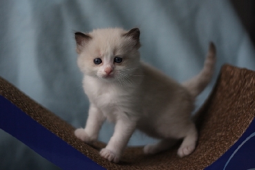 Rohan's Ragdoll Cattery