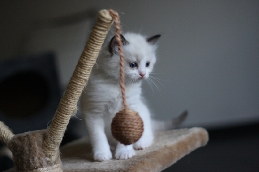 Ragdoll Kittens