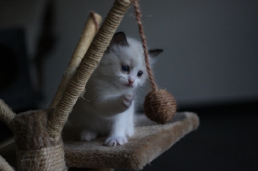 Ragdoll Kittens