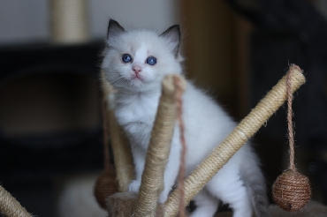 Ragdoll Cat