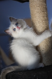 Ragdoll Kittens