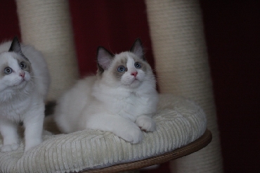 Kočky ragdoll