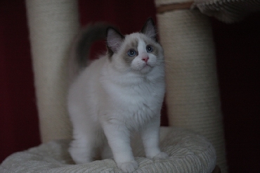 Kočky ragdoll