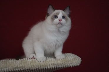 Kočky ragdoll