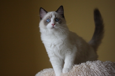 Ragdoll Cat